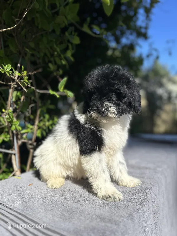 F1bb mini female #3 – Miniature Goldendoodle puppy for sale in Kelso, WA
