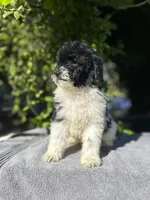 F1bb mini female #3, a female Miniature Goldendoodle for sale in Kelso, WA – Photo 3 of 3