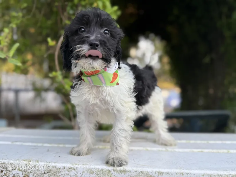 F1bb mini female #2 – Miniature Goldendoodle puppy for sale in Kelso, WA