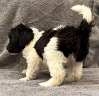 F1bb mini female #2, a female Miniature Goldendoodle for sale in Kelso, WA – Photo 2 of 3