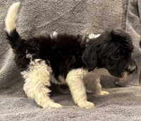 F1bb mini female #2, a female Miniature Goldendoodle for sale in Kelso, WA – Photo 3 of 3