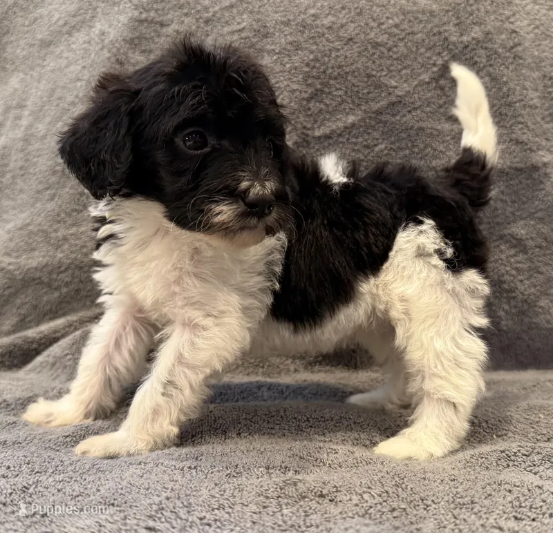 F1bb mini female #2 – Miniature Goldendoodle puppy for sale in Kelso, WA