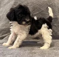 F1bb mini female #2, a female Miniature Goldendoodle for sale in Kelso, WA – Photo 1 of 3