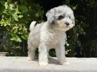 Snowball baby #1 blue eyes, a male Miniature Goldendoodle for sale in Kelso, WA – 7 of 7