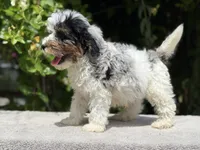 Snowball baby #4, a male Miniature Goldendoodle for sale in Kelso, WA – 4 of 5