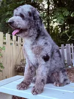 F1 phantom mini embark tested, a female Miniature Goldendoodle for sale in Kelso, WA – 5 of 8