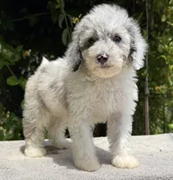 Snowball baby #1 blue eyes, a male Miniature Goldendoodle for sale in Kelso, WA – 4 of 7