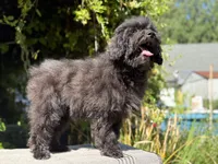 F1bb mini female #1, a female Miniature Goldendoodle for sale in Kelso, WA – 2 of 5