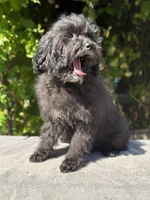 F1bb mini female #1, a female Miniature Goldendoodle for sale in Kelso, WA – 5 of 5