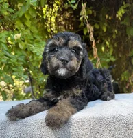 Phantom f1bb mini female, a female Miniature Goldendoodle for sale in Kelso, WA – 5 of 5