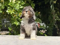 Snowball baby #3, a male Miniature Goldendoodle for sale in Kelso, WA – 3 of 5