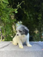 F1bb mini female #4, a female Miniature Goldendoodle for sale in Kelso, WA – Photo 4 of 5