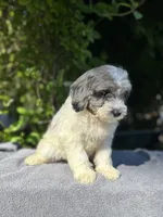 F1bb mini female #4, a female Miniature Goldendoodle for sale in Kelso, WA – Photo 3 of 5