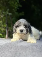 F1bb mini female #4, a female Miniature Goldendoodle for sale in Kelso, WA – Photo 2 of 5