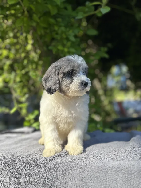 F1bb mini female #4 – Miniature Goldendoodle puppy for sale in Kelso, WA