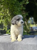 F1bb mini female #4, a female Miniature Goldendoodle for sale in Kelso, WA – Photo 1 of 5