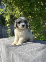 F1bb mini female #4, a female Miniature Goldendoodle for sale in Kelso, WA – Photo 5 of 5