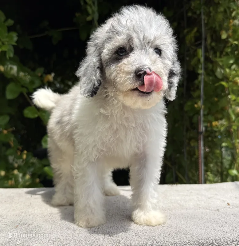 Snowball baby #1 blue eyes – Miniature Goldendoodle puppy for sale in Kelso, WA