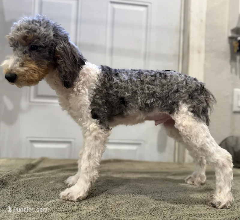 F1B stud prospect Merle tri