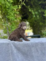 Anya baby male #4, a male Poodle - Standard  for sale in Kelso, WA – Photo 5 of 7