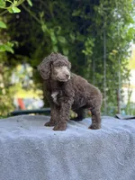Anya baby male #4, a male Poodle - Standard  for sale in Kelso, WA – Photo 1 of 7
