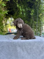 Anya baby male #4, a male Poodle - Standard  for sale in Kelso, WA – Photo 4 of 7