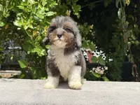 Snowball baby #3, a male Miniature Goldendoodle for sale in Kelso, WA – 2 of 5