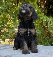 Phantom f1bb mini female, a female Miniature Goldendoodle for sale in Kelso, WA – 3 of 5