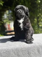 Anya puppy male #1, a male Poodle - Standard  for sale in Kelso, WA – Photo 6 of 10