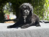 Anya puppy male #1, a male Poodle - Standard  for sale in Kelso, WA – Photo 9 of 10