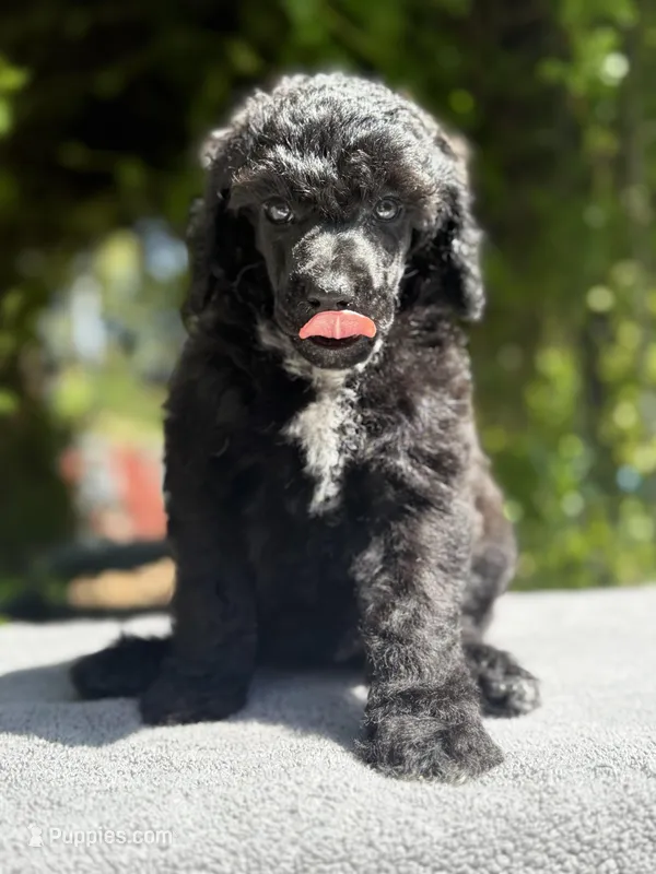 Anya puppy male #1 – Poodle - Standard  puppy for sale in Kelso, WA