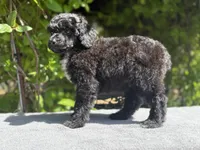 Anya puppy male #1, a male Poodle - Standard  for sale in Kelso, WA – Photo 10 of 10