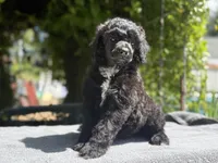 Anya puppy male #1, a male Poodle - Standard  for sale in Kelso, WA – Photo 8 of 10