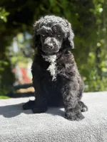 Anya puppy male #1, a male Poodle - Standard  for sale in Kelso, WA – Photo 7 of 10