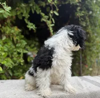 Fatty patty black & white parti mini, a male Miniature Goldendoodle for sale in Kelso, WA – 4 of 5
