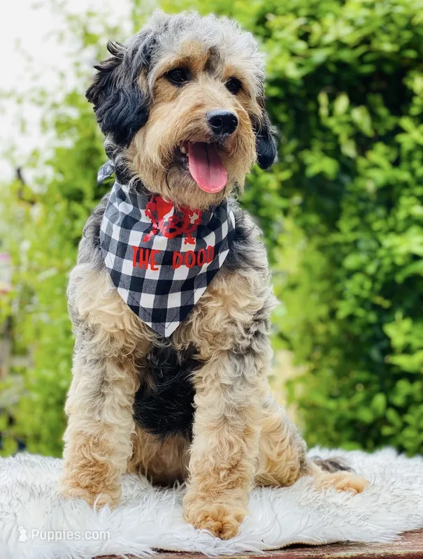 F1 phantom mini embark tested – Miniature Goldendoodle puppy for sale in Kelso, WA