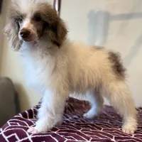 Diva~ choc Merle blue eye, a female Poodle - Standard  for sale in Kelso, WA – Photo 2 of 6