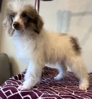 Diva~ choc Merle blue eye, a female Poodle - Standard  for sale in Kelso, WA – Photo 2 of 6