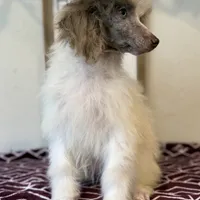 Diva~ choc Merle blue eye, a female Poodle - Standard  for sale in Kelso, WA – Photo 6 of 6