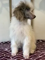 Diva~ choc Merle blue eye, a female Poodle - Standard  for sale in Kelso, WA – Photo 6 of 6