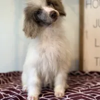 Diva~ choc Merle blue eye, a female Poodle - Standard  for sale in Kelso, WA – Photo 1 of 6