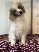 Diva~ choc Merle blue eye, a female Poodle - Standard  for sale in Kelso, WA – Photo 1 of 6