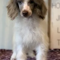 Diva~ choc Merle blue eye, a female Poodle - Standard  for sale in Kelso, WA – Photo 3 of 6