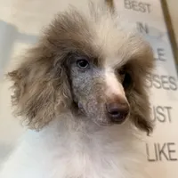 Diva~ choc Merle blue eye, a female Poodle - Standard  for sale in Kelso, WA – Photo 4 of 6