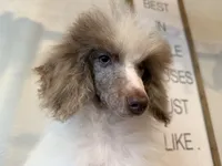 Diva~ choc Merle blue eye, a female Poodle - Standard  for sale in Kelso, WA – Photo 4 of 6