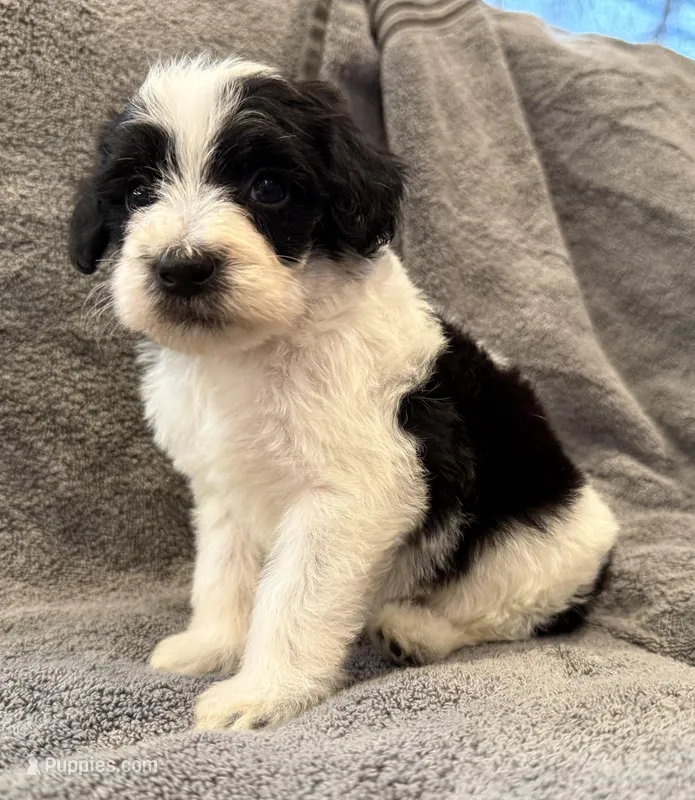 Mini f1bb female #1 – Miniature Goldendoodle puppy for sale in Kelso, WA