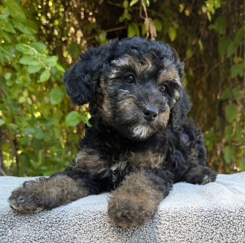 Phantom f1bb mini female – Miniature Goldendoodle puppy on hold in Kelso, WA