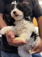 Fatty patty black & white parti mini, a male Miniature Goldendoodle for sale in Kelso, WA – 2 of 5