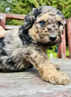 F1 phantom mini embark tested, a female Miniature Goldendoodle for sale in Kelso, WA – 7 of 8