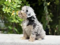 Snowball baby #6 blue eyes , a female Miniature Goldendoodle for sale in Kelso, WA – 4 of 6